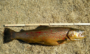 Mäter fisken